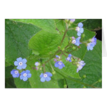 Brunnera Cards