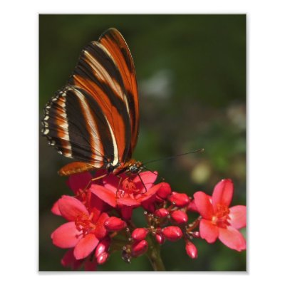 Brushfoot Butterfly