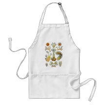 Bryozoa Apron