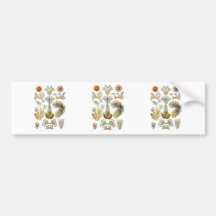 Bryozoa Bumper Stickers
