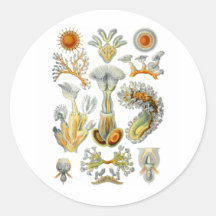 Bryozoa Sticker