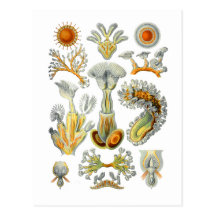 Bryozoaires Carte Postale