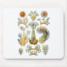 Bryozoaires Tapis De Souris