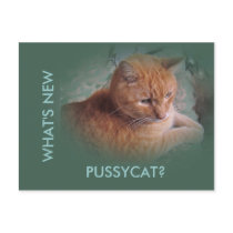 Bubba the Orange Tabby Tomcat Post Cards