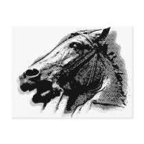 Bucephalus Post Card