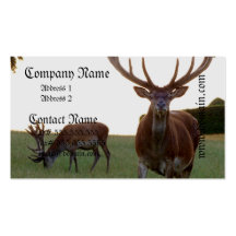 Buck Business Cards