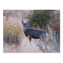 Buck Deer Postcard