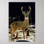 Buck Deer Posters