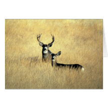 BUCK & DOE CARD