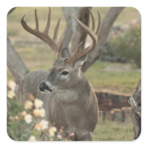 Buck Stickers