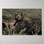 Buck W/ Velvet Antlers Poster
