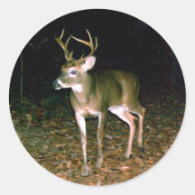 Buck White Tail Deer Round Sticker