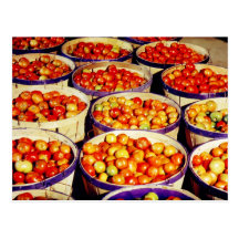 Buckets of ripe tomatoes postcards