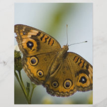 Buckeye Beauty Flyer