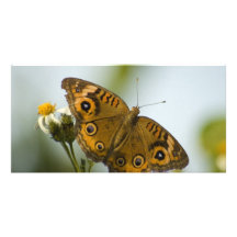 Buckeye Beauty Photo Card