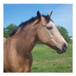 Buckskin Mustang Invitations