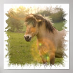 Buckskin Pony Poster Print