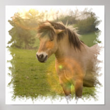 Buckskin Pony Poster Print