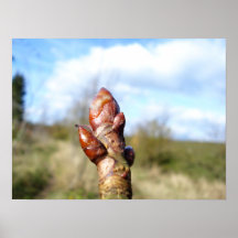 bud of a horse chest nut posters