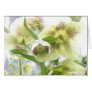 Bud To Blossom - White Hellebores Card