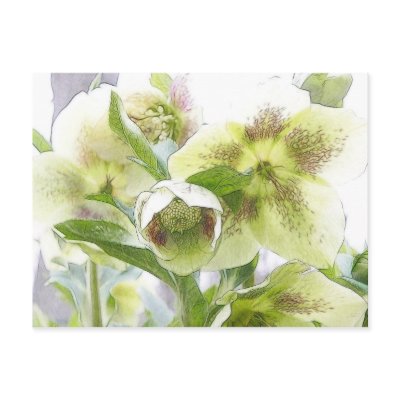 Bud To Blossom - White Hellebores Postcard by Pretty_World