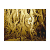 Buddha head entangled in fig roots, Ayutthaya
