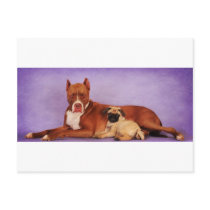Buddies 4Ever Post Card