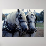 Buddies, horse team poster
