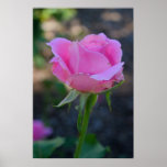 Budding Pink Rose Posters