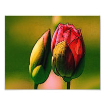 Budding Rose Photo