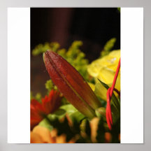 Budding Saphire Lily Posters