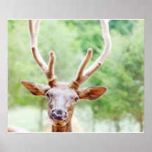 Buddy Elk Photo Print