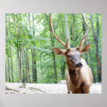 Buddy Elk Photograph Poster