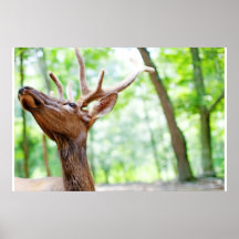 Buddy Elk Photograph Posters