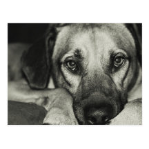 Buddy Postcard