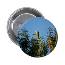 Budgerigar Pinback Button