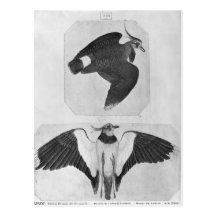 Budgerigars, from the The Vallardi Album Postcards