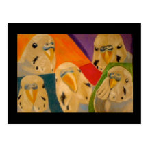 Budgie Budgerigar Post Card