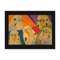 Budgie Budgerigar