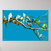 Budgies and Cockatiels Print