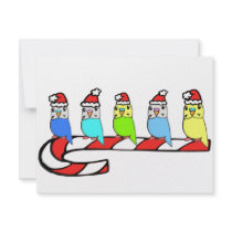 Budgies- Christmas