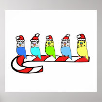 Budgies- Christmas