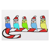 Budgies- Christmas