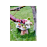 Buds Branches Raindrops Acrylic Cut Out