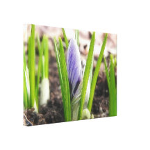 Buds In The Spring Crocus Garden Gallery Wrapped Canvas
