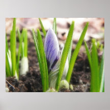 Buds In The Spring Crocus Garden Poster