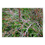 Buds of White enkianthus グリーティングカード