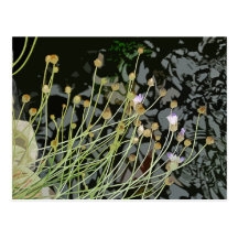 Buds Over Water Postcard