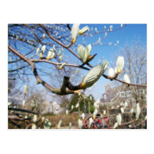 Buds Postcards