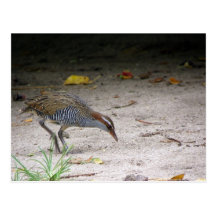 Buff-banded Rail, Gallirallus philippensis Post Card